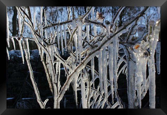 Ice Tree Framed Print by Gavin Wilson