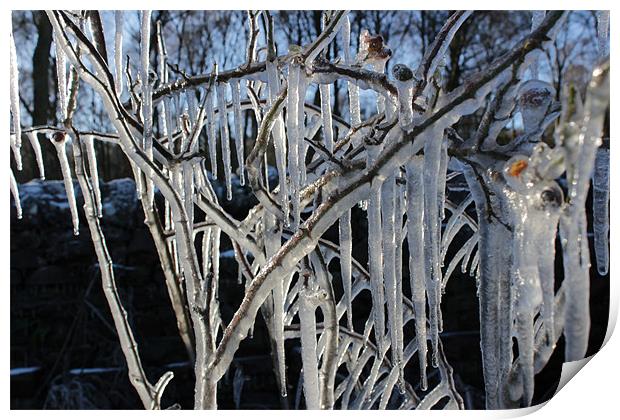 Ice Tree Print by Gavin Wilson