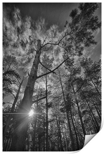 Sunflare Tree Print by Fraser Hetherington