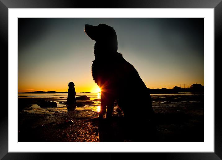 Dogs on the beach Framed Mounted Print by Gail Johnson