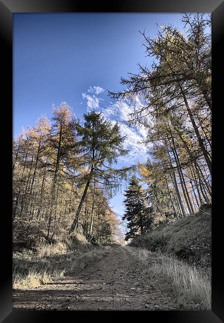 Pathway between the Trees Framed Print by Fraser Hetherington