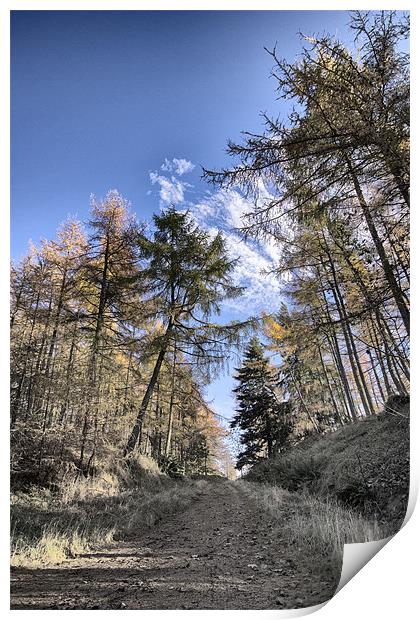 Pathway between the Trees Print by Fraser Hetherington