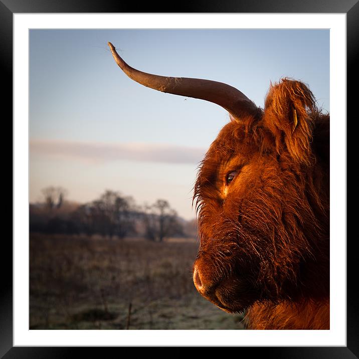 HIghland cow at Dawn Framed Mounted Print by Simon Wrigglesworth