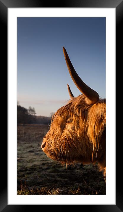Highland cow at sunrise Framed Mounted Print by Simon Wrigglesworth