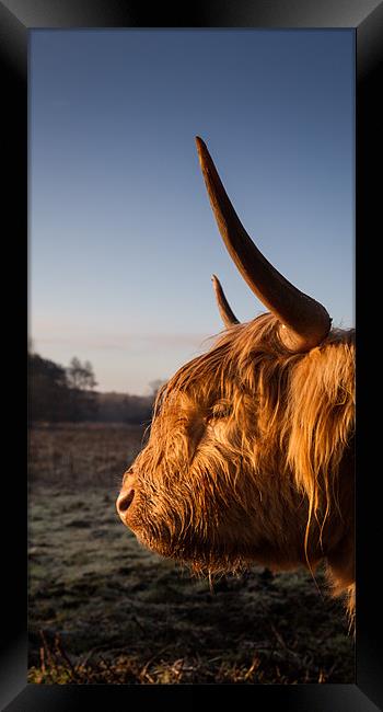 Highland cow at sunrise Framed Print by Simon Wrigglesworth