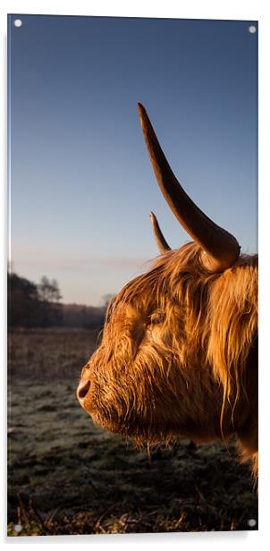 Highland cow at sunrise Acrylic by Simon Wrigglesworth