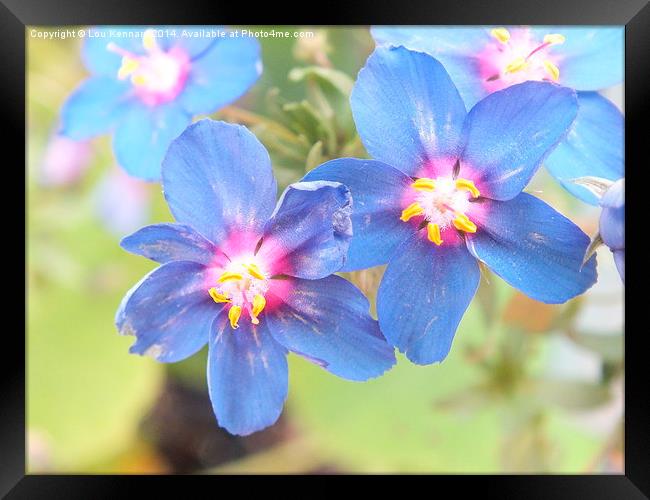 Little Blue Clown Flowers Framed Print by Lou Kennard