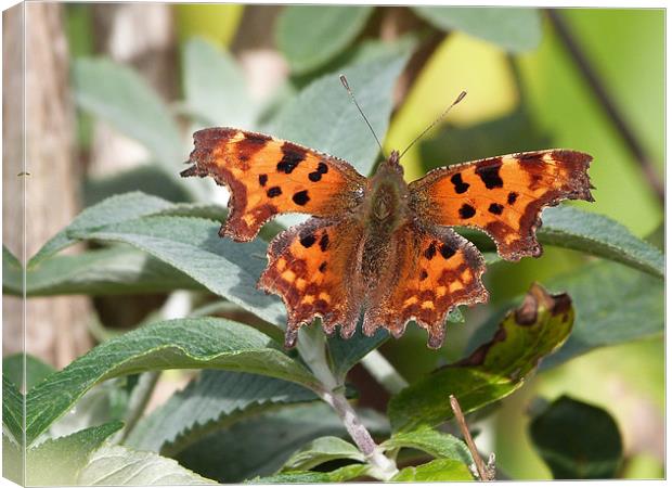 Comma Butterfly Canvas Print by sharon bennett