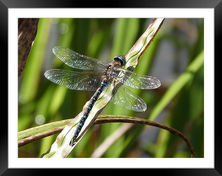 Sunbathing Dragonfly Framed Mounted Print by sharon bennett