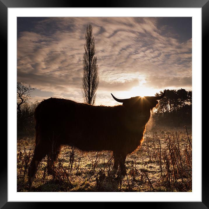 Highland cow sunrise Framed Mounted Print by Simon Wrigglesworth