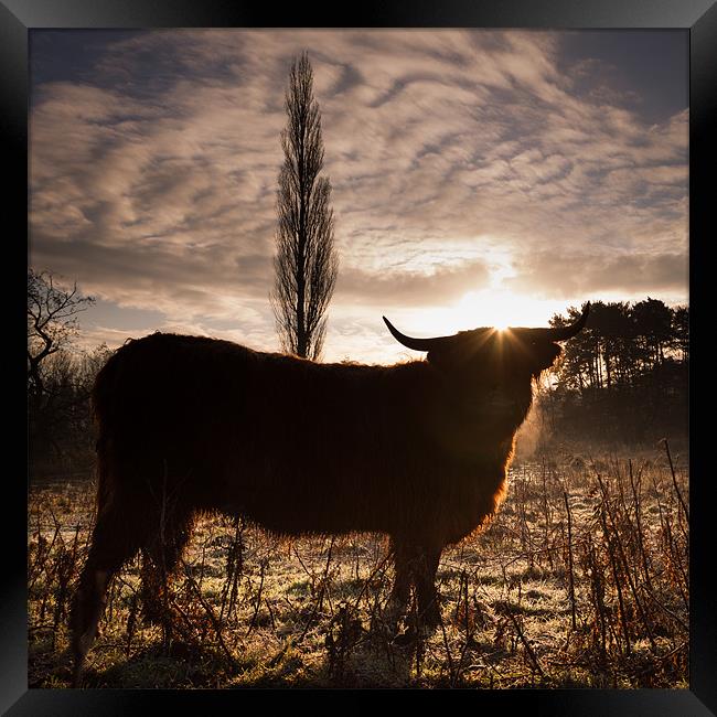 Highland cow sunrise Framed Print by Simon Wrigglesworth