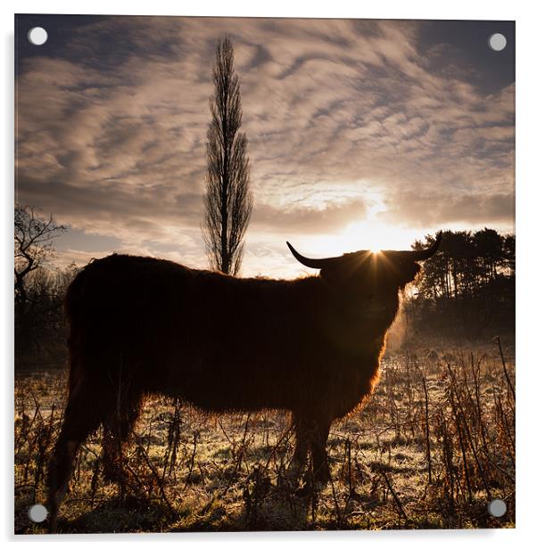 Highland cow sunrise Acrylic by Simon Wrigglesworth