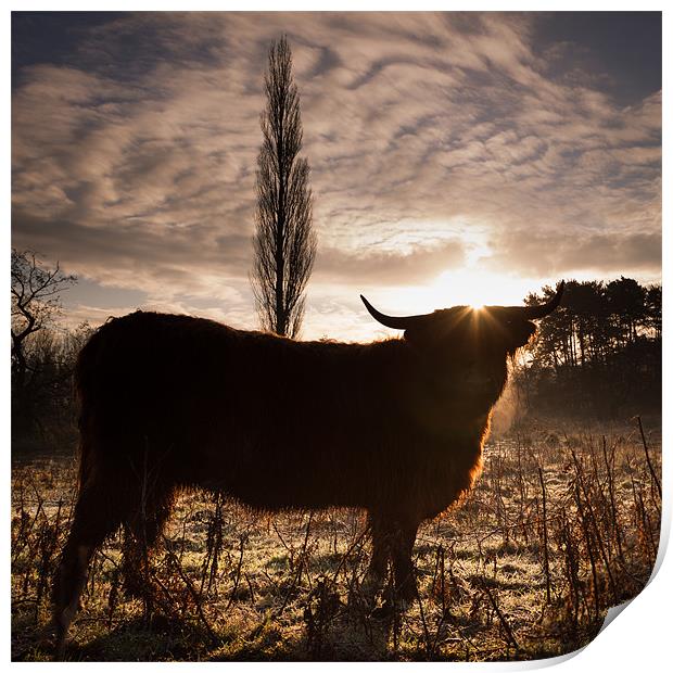 Highland cow sunrise Print by Simon Wrigglesworth