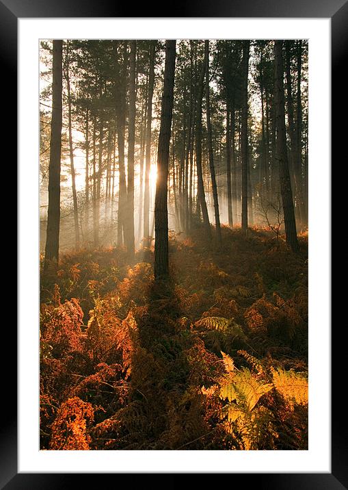 Golden Light Framed Mounted Print by Tracey Whitefoot