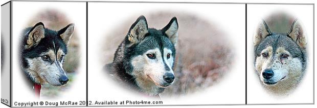 Siberian Huskies Canvas Print by Doug McRae