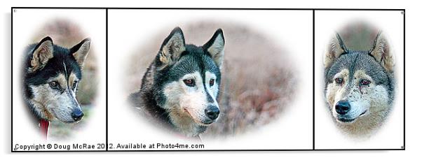 Siberian Huskies Acrylic by Doug McRae