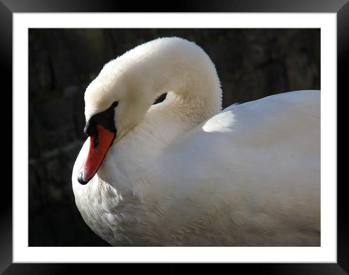 Mute Swan Framed Mounted Print by Noreen Linale