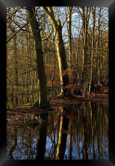 Flooded Woodland Framed Print by Jim Jones