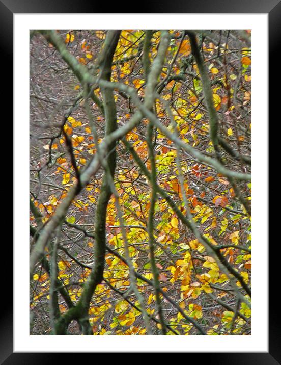 Autumn Colour Framed Mounted Print by Noreen Linale