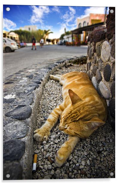 alley cat siesta Acrylic by meirion matthias