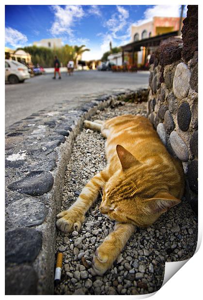 alley cat siesta Print by meirion matthias
