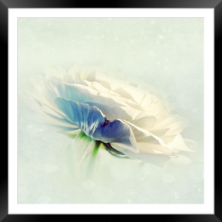 White Ranunculus Framed Mounted Print by Aj’s Images