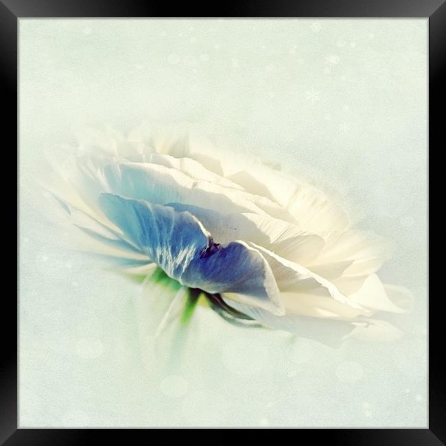White Ranunculus Framed Print by Aj’s Images