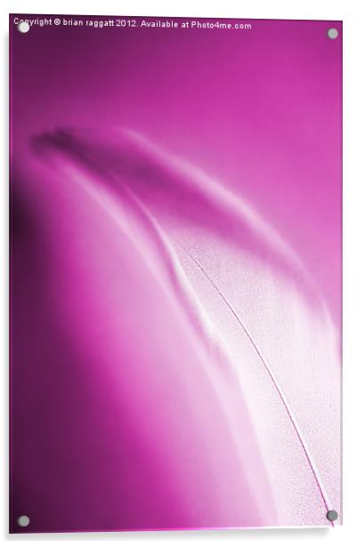 Dreamy Pink Feather Acrylic by Brian  Raggatt