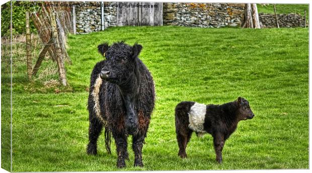 Belted Galloway Cow And Calf Canvas Print by Jamie Green