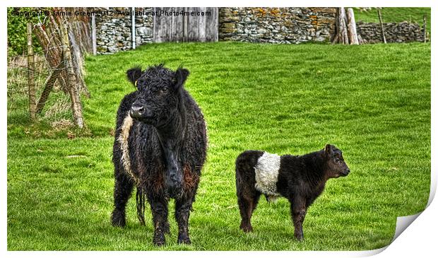 Belted Galloway Cow And Calf Print by Jamie Green