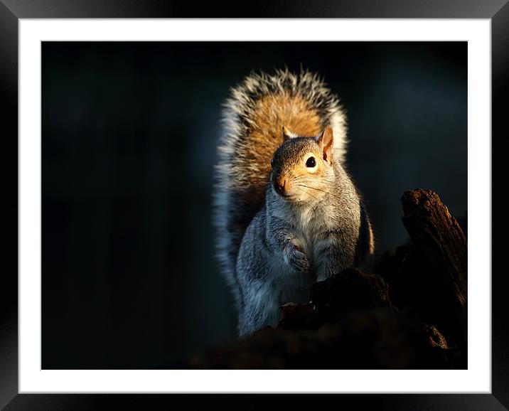 Grey Squirrel Framed Mounted Print by Grant Glendinning