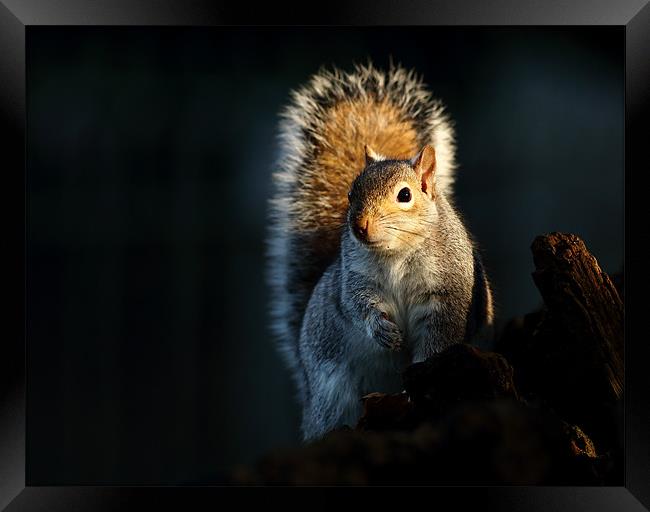 Grey Squirrel Framed Print by Grant Glendinning