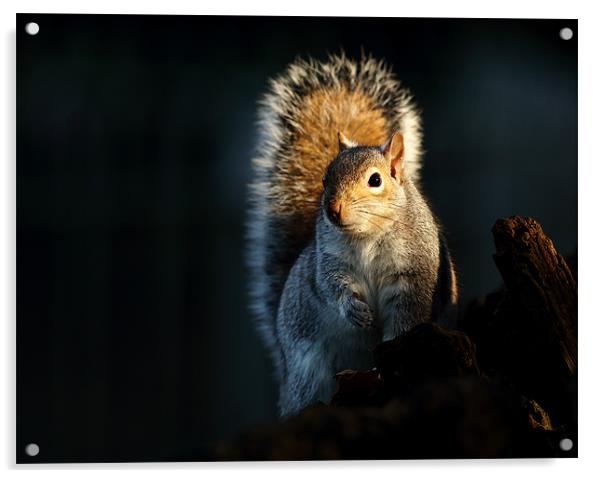 Grey Squirrel Acrylic by Grant Glendinning