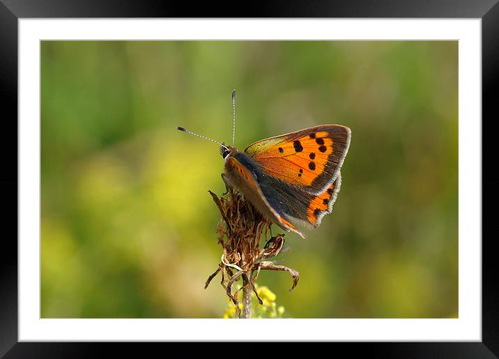 Small Copper Butterfly  Framed Mounted Print by Oliver Porter