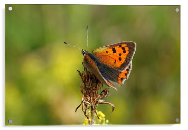 Small Copper Butterfly  Acrylic by Oliver Porter