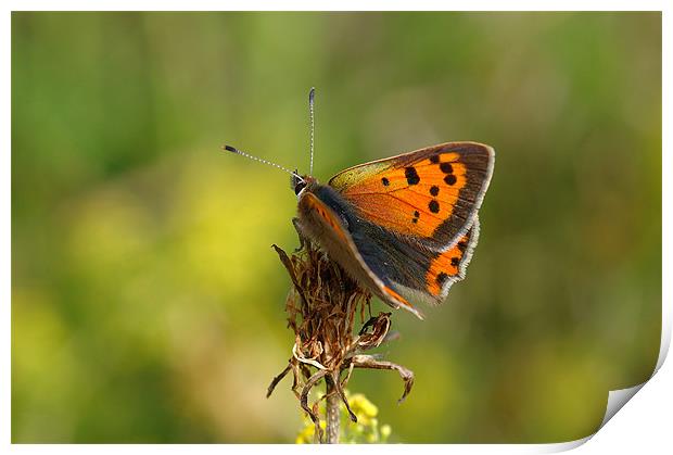 Small Copper Butterfly  Print by Oliver Porter