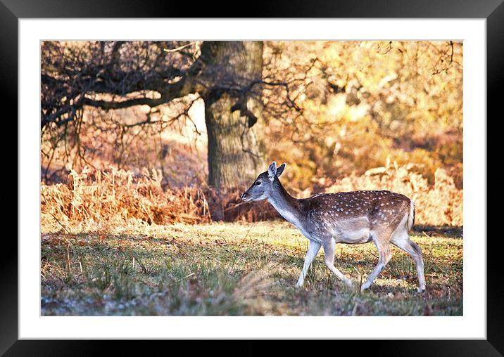 Gentle Deer Framed Mounted Print by Dawn Cox