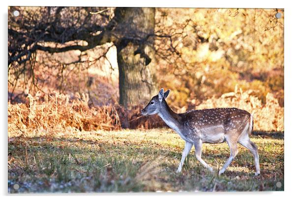 Gentle Deer Acrylic by Dawn Cox