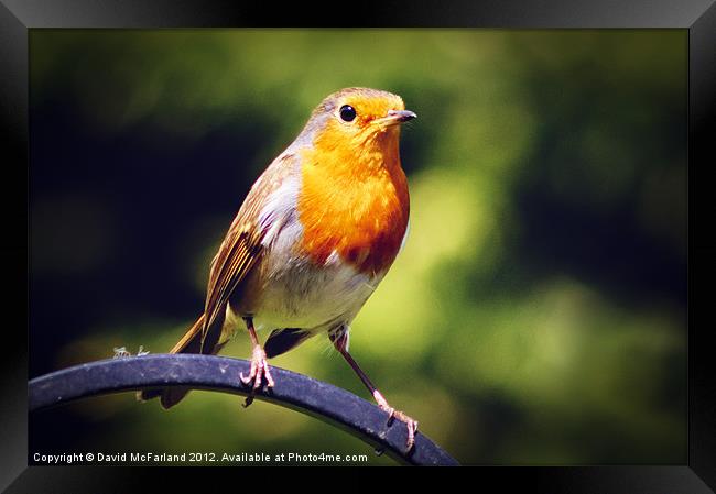 Robin Redbreast Framed Print by David McFarland