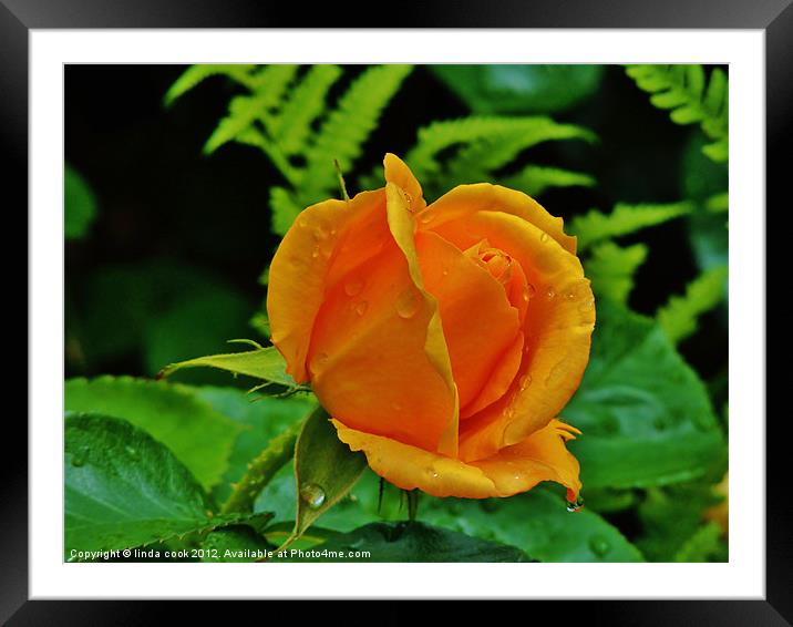 yellow elegance! Framed Mounted Print by linda cook
