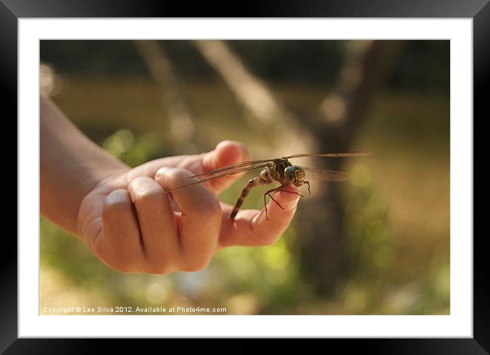 Dragonfly Framed Mounted Print by Lee Silva
