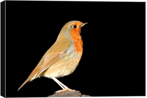 Beautiful Robin Canvas Print by Claire Hartley