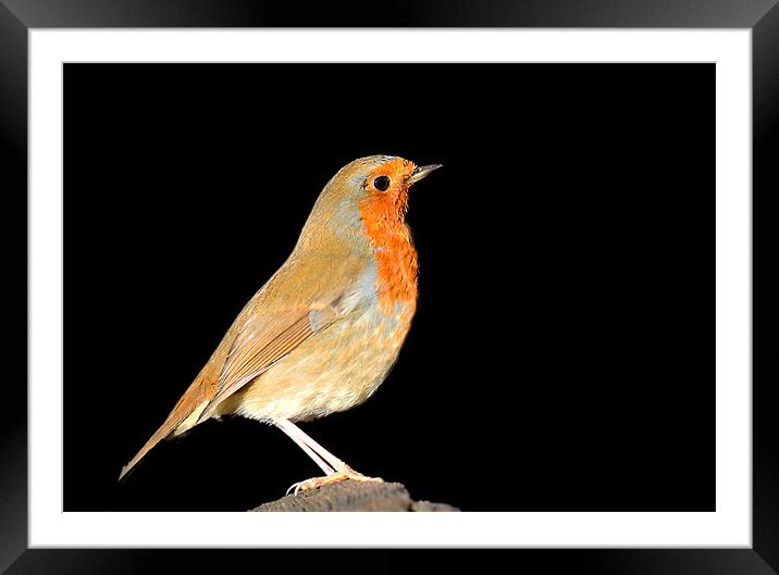 Beautiful Robin Framed Mounted Print by Claire Hartley