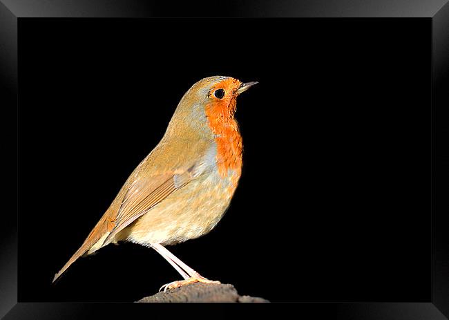 Beautiful Robin Framed Print by Claire Hartley