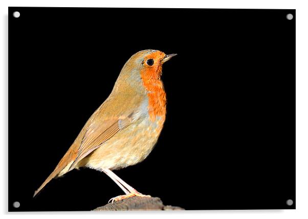 Beautiful Robin Acrylic by Claire Hartley