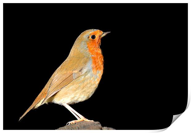 Beautiful Robin Print by Claire Hartley