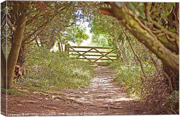 Through the kissing  Gate Canvas Print by Anthony Kellaway