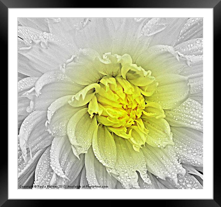 A touch of yellow! Framed Mounted Print by Paula Palmer canvas