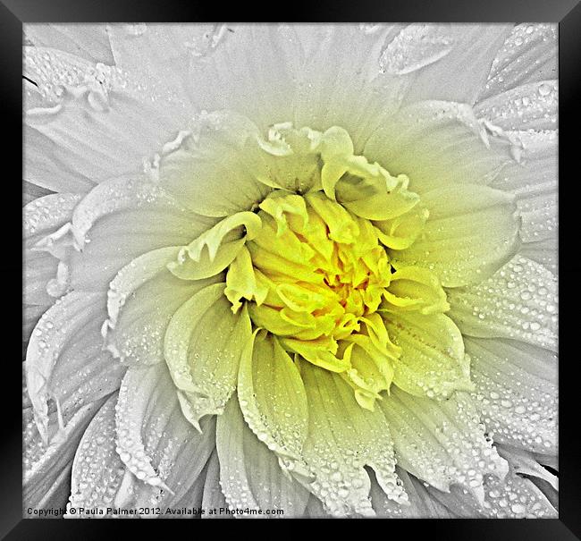 A touch of yellow! Framed Print by Paula Palmer canvas