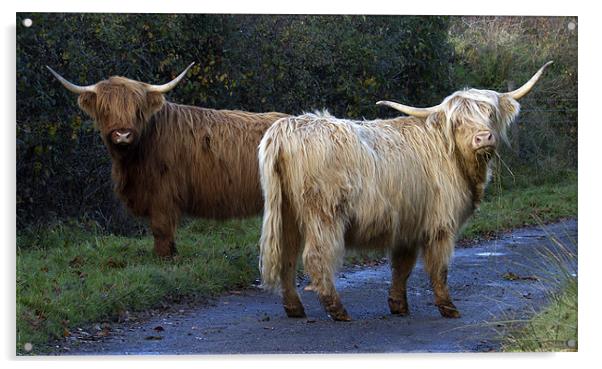 Highland Cows Acrylic by Mike Gorton